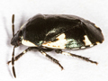 Tritomegas sexmaculatus